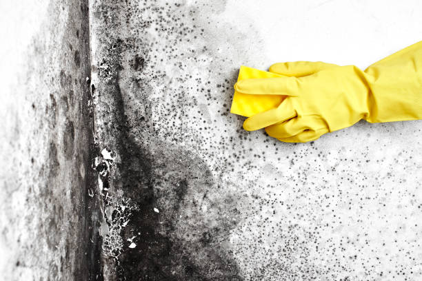 Attic Mold Removal in Newton, TX