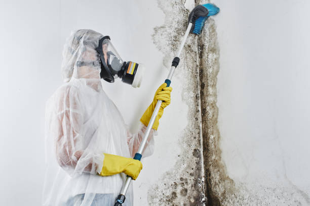 Best Mold Remediation  in Newton, TX