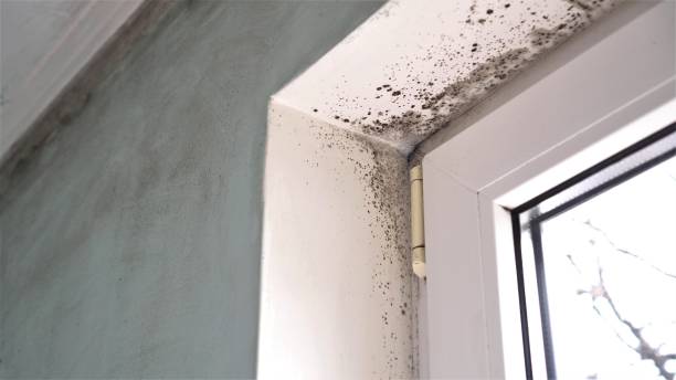 Best Crawl Space Mold Removal  in Newton, TX