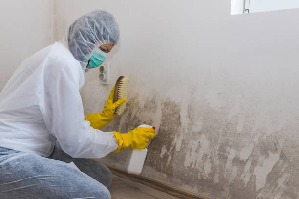 Best Residential Mold Removal  in Newton, TX