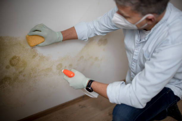 Best Mold Damage Repair  in Newton, TX