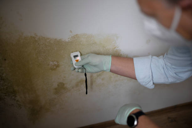 Best Toxic Mold Removal  in Newton, TX