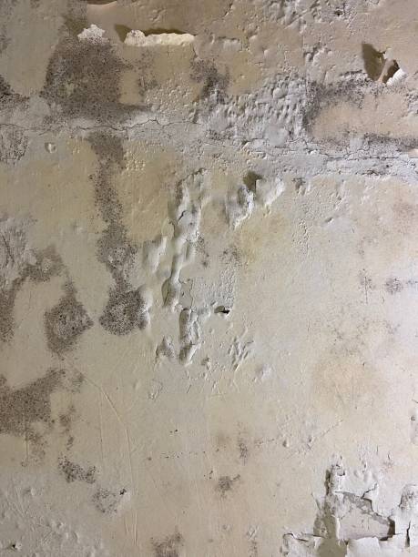 Reliable Newton, TX Mold Removal Solutions