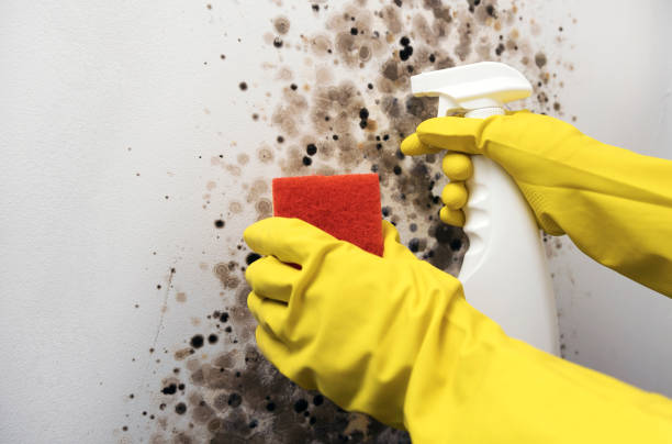 Best Local Mold Removal Service  in Newton, TX