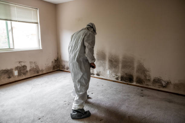 Best Local Mold Removal Service  in Newton, TX