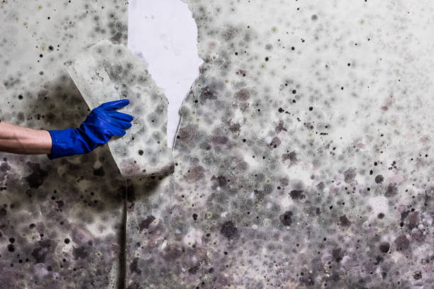 Best Mold Testing and Removal  in Newton, TX