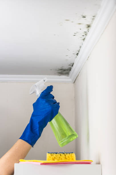 Best Mold Remediation  in Newton, TX